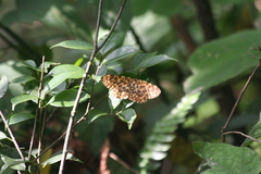 Epobeidia tigrata leopardaria