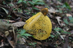 Phallus luteus