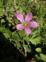 Oxalis debilis
