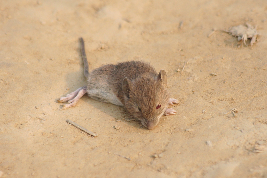 South China Field Mouse