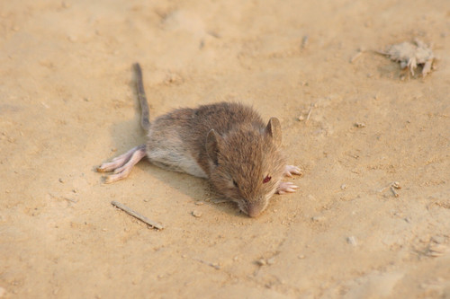 South China Field Mouse (Apodemus draco) — Least Concern Mammalia