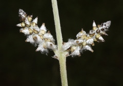Froelichia arizonica
