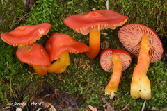 Hygrocybe marchii