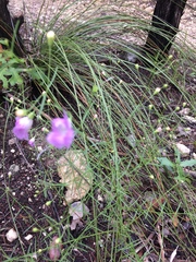 Agalinis edwardsiana