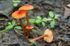 Hygrocybe minutula
