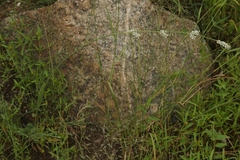 Froelichia arizonica