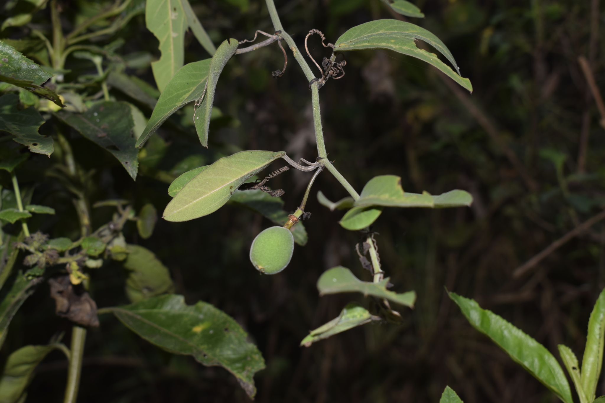 Passiflora indecora image
