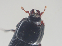 Platysoma punctigerum