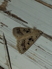 Herminodes atrosignata