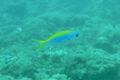 Caesio xanthonota