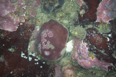 Ecionemia