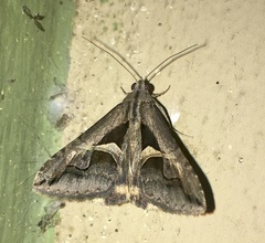 Melipotis bisinuata