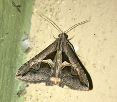 Melipotis bisinuata