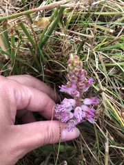 Lachenalia salteri