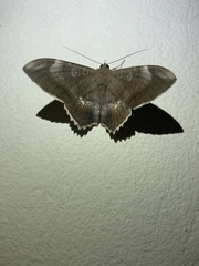 Erebinae