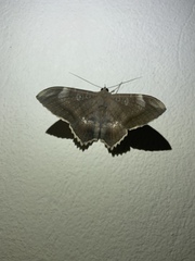 Erebinae