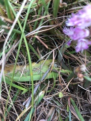 Lachenalia salteri
