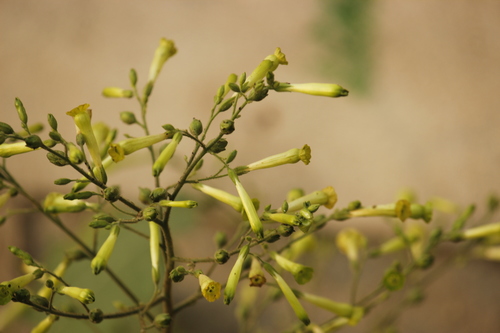 Image of Nicotiana paniculata by no rights reserved