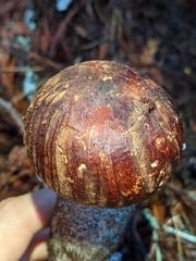 Leccinum largentii