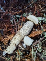 Leccinum largentii