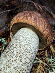 Leccinum largentii