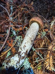 Leccinum largentii