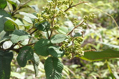 Davilla kunthii