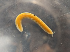Polyzoniida