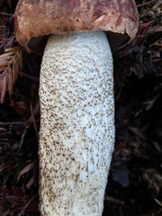 Leccinum largentii