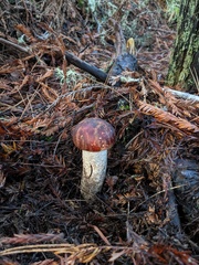 Leccinum largentii