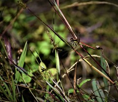 Sympetrum orientale