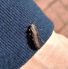 Buprestis striata