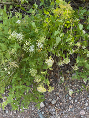Ageratina herbacea