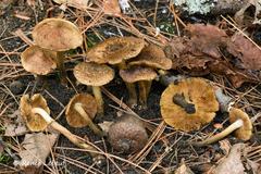 Inocybe luteifolia