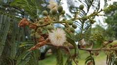Leucaena esculenta
