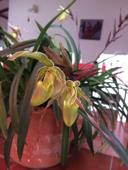 Phragmipedium