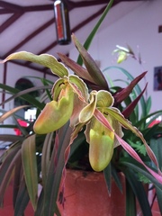 Phragmipedium