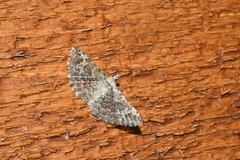 Alucita adriendenisi