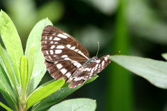 Neptis pryeri