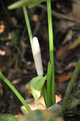 Anthurium sanctifidense
