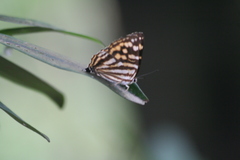 Dodona maculosa