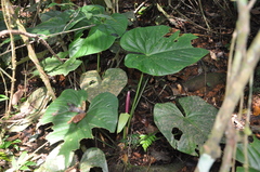 Anthurium sanctifidense