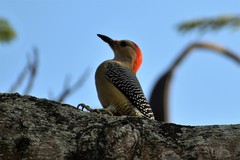 Melanerpes aurifrons