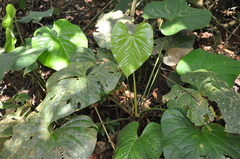 Anthurium sanctifidense