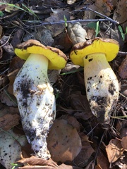 Aureoboletus citriniporus