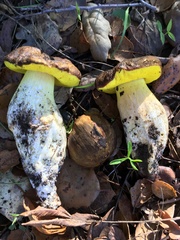 Aureoboletus citriniporus