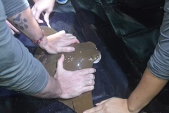 Rhinoptera