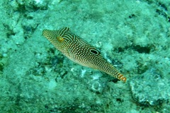 Canthigaster petersii