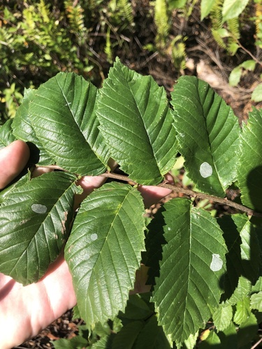 Ulmaceae image
