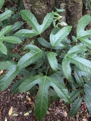 Dendropanax
